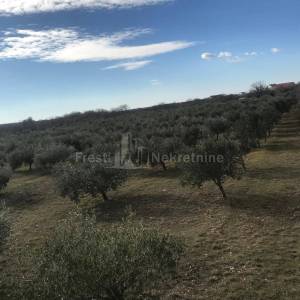BENKOVAC-LEPURI-ATRAKTIVAN  MASLINIK SA 500 MASLINA NA 27292m2