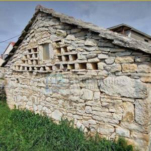 BENKOVAC-LEPURI-ATRAKTIVAN  MASLINIK SA 500 MASLINA NA 27292m2