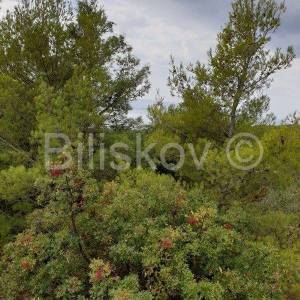 Brač, Bol 1750 m2 zemljište gospodarske namjene K3