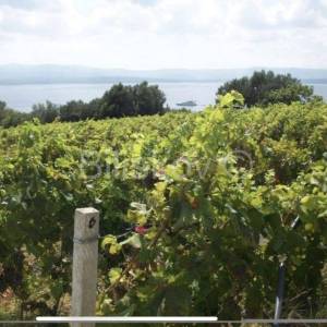 Brač, Bol, poljoprivredno zemljište površine 1180 m2