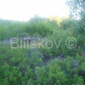 Brač, Milna, građevinsko zemljište 17699 m2