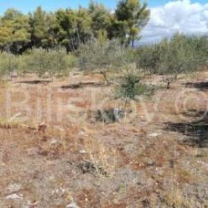 Brač, Mirca, poljoprivredno zemljište.