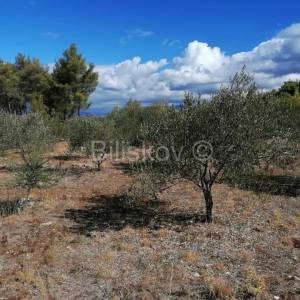 Brač, Mirca, poljoprivredno zemljište.