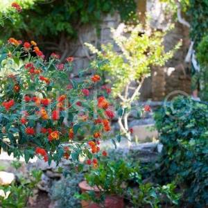 Brač, Splitska 2 kuće, bazen, okućnica 1000 m2, 150m od mora 