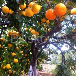 Brač, Splitska 2 kuće, bazen, okućnica 1000 m2, 150m od mora 