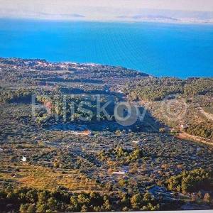 Brač, Supetar maslinik 14.050 m2, pogodan za OPG