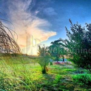 BRIŠEVO,ZADAR-SEOSKO IMANJE-PRODAJA!