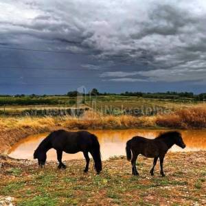 BRIŠEVO,ZADAR-SEOSKO IMANJE-PRODAJA!