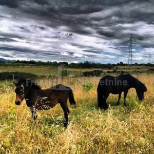 BRIŠEVO,ZADAR-SEOSKO IMANJE-PRODAJA!