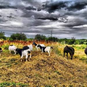 BRIŠEVO,ZADAR-SEOSKO IMANJE-PRODAJA!