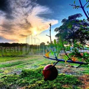 BRIŠEVO,ZADAR-SEOSKO IMANJE-PRODAJA!