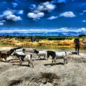 BRIŠEVO,ZADAR-SEOSKO IMANJE-PRODAJA!