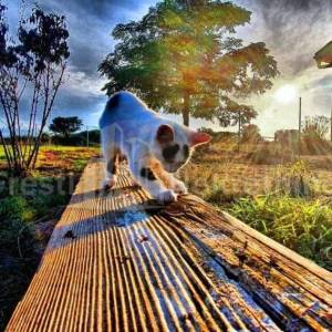 BRIŠEVO,ZADAR-SEOSKO IMANJE-PRODAJA!