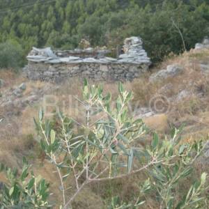 Čara, poljoprivredno