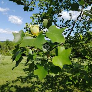 Čazma, Vrtlinska, kuća 196 m2 + apartman 17 m2, zemljište 4600 m2