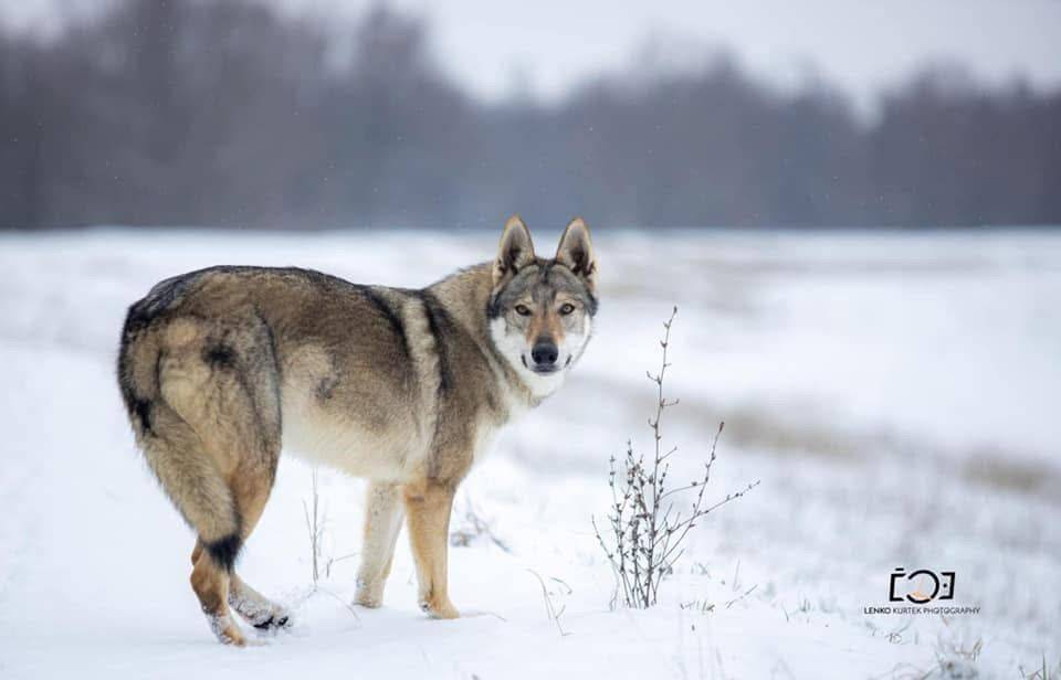 Čehoslovački vučji pas