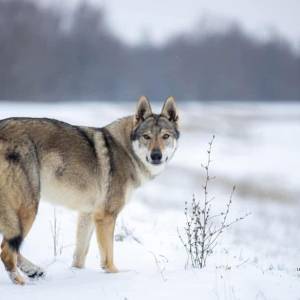 Čehoslovački vučji pas