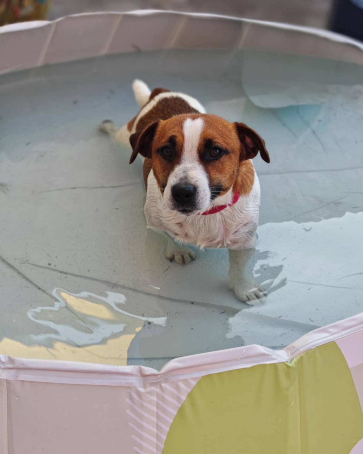 Čuvanje kućnih ljubimaca BARBY PET