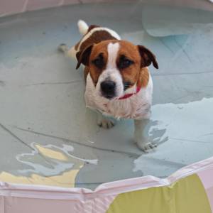 Čuvanje kućnih ljubimaca BARBY PET