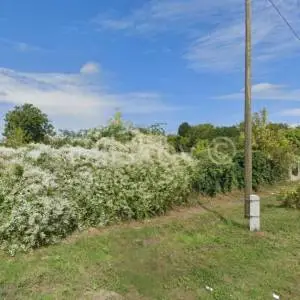 Dalj, atraktivno građevinsko zemljište na prodaju