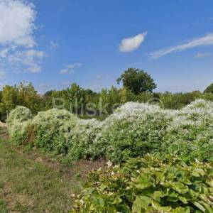 Dalj, atraktivno građevinsko zemljište na prodaju