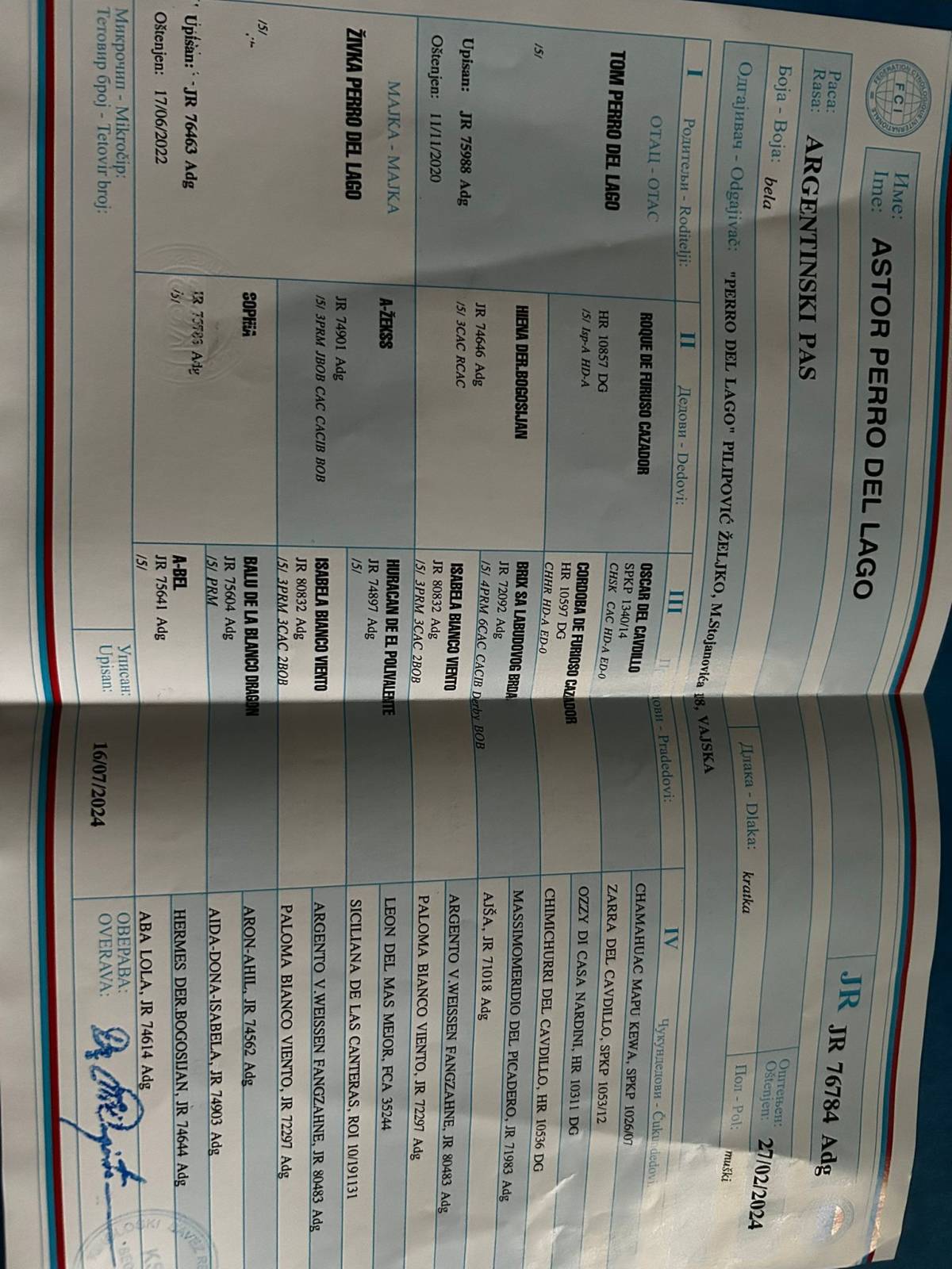 Dogo Argentino štenci