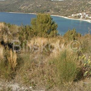 Dugi otok, Soline, prodaja zemljište 5000m2, 90m od mora