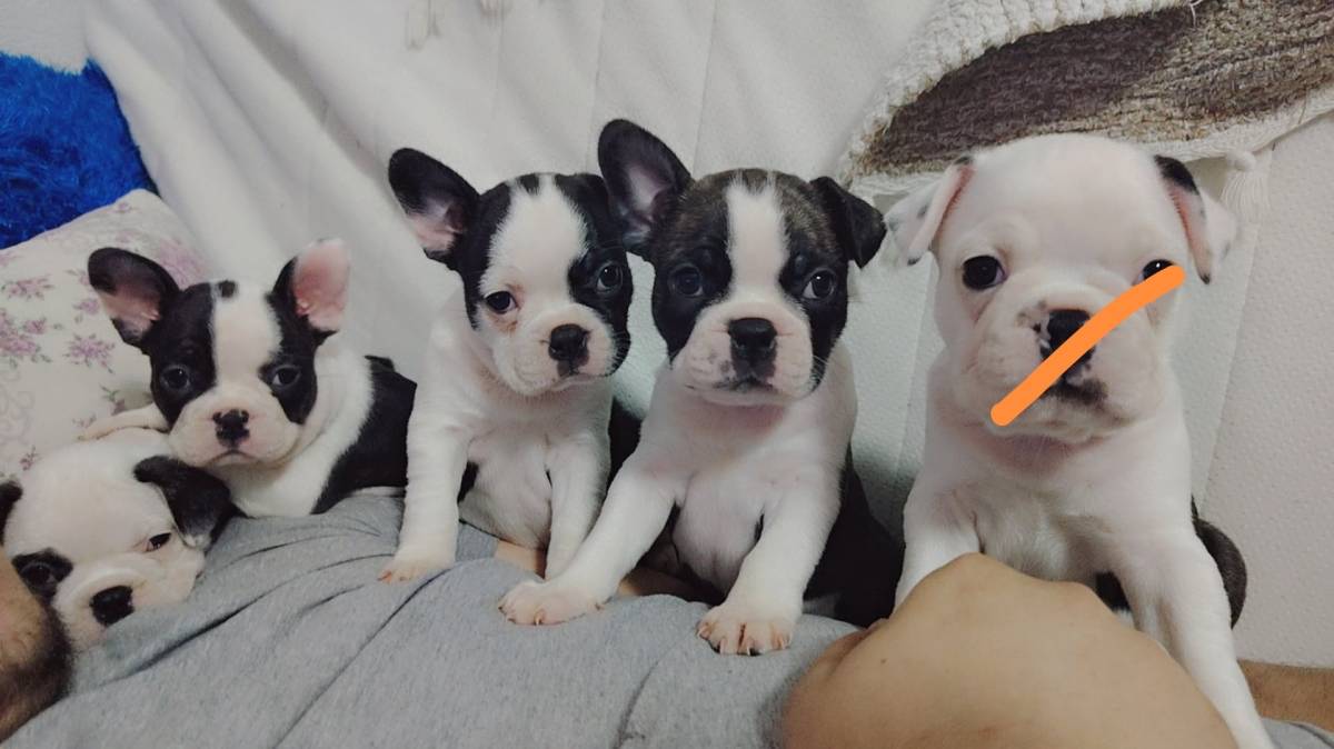 Francuski buldog štenad (čitaj opis)