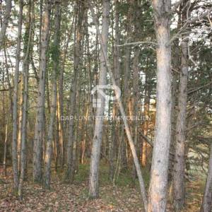 Gologorica Poljoprivredno zemljište s panoramskim pogledom