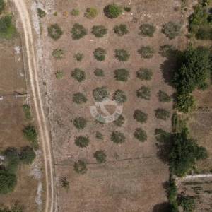 Hrvatska, Zadar, Slivnica – Građevinsko zemljište (3.427 m²) s maslinikom, idealno za kuću za odmor u mirnoj lokaciji