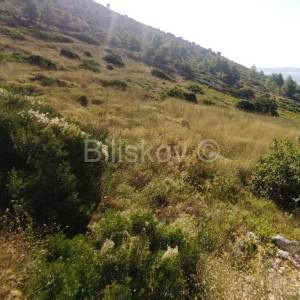 Hvar, Ivan Dolac poljopr. zemljište 5150 m2, panoramski pogled na more