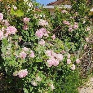 Hvar, Vrboska kuća sa 4 jedinice, 1300 m2 