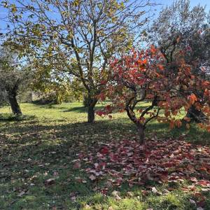 Idilična vikendica blizu mora – savršeno mjesto za bijeg od gradske gužve! Peroj, Fažana!