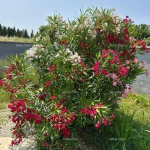 Istra, Ližnjan, 1 km do centra Medulina, nova moderna kuća sa bazenom za odmor.