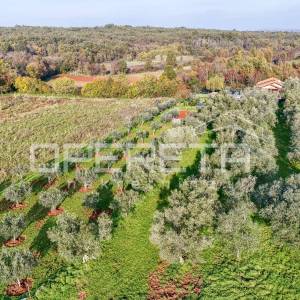 Istra, Lovrečica- građevinsko zemljište 683 m2
