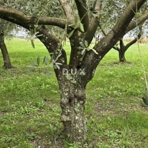 ISTRA, PIĆAN - Građevinsko zemljište, maslinik, vinograd, oranica, potpuna osama i fantastičan pogled