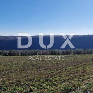 ISTRA, PIĆAN - Građevinsko zemljište, maslinik, vinograd, oranica, potpuna osama i fantastičan pogled