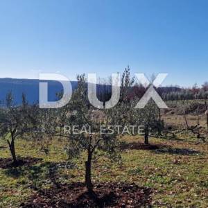 ISTRA, PIĆAN - Građevinsko zemljište, maslinik, vinograd, oranica, potpuna osama i fantastičan pogled