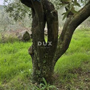 ISTRA, PIĆAN - Građevinsko zemljište, maslinik, vinograd, oranica, potpuna osama i fantastičan pogled