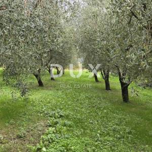 ISTRA, PIĆAN - Građevinsko zemljište, maslinik, vinograd, oranica, potpuna osama i fantastičan pogled