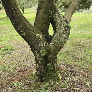 ISTRA, PIĆAN - Građevinsko zemljište, maslinik, vinograd, oranica, potpuna osama i fantastičan pogled