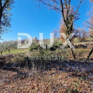 ISTRA, PIĆAN - Građevinsko zemljište, maslinik, vinograd, oranica, potpuna osama i fantastičan pogled