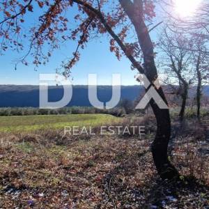 ISTRA, PIĆAN - Građevinsko zemljište, maslinik, vinograd, oranica, potpuna osama i fantastičan pogled