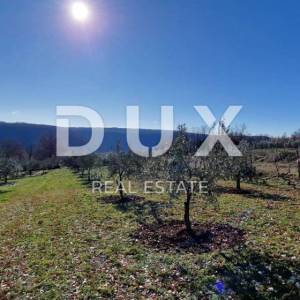 ISTRA, PIĆAN - Građevinsko zemljište, maslinik, vinograd, oranica, potpuna osama i fantastičan pogled