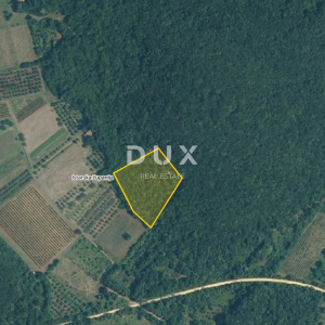 ISTRA, ROVINJ - Maslinik sa 20 godina starim maslinama