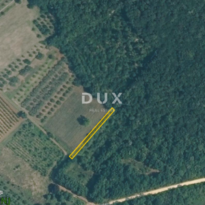 ISTRA, ROVINJ - Maslinik sa 20 godina starim maslinama