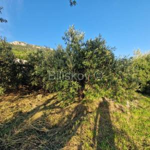 Kaštel Stari, objekt na velikom poljop. zemljištu, prodaja