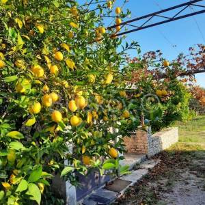 Kastela, Kastel Luksic, samostojeca kuca i cca. 3.000 m2 zemljista.