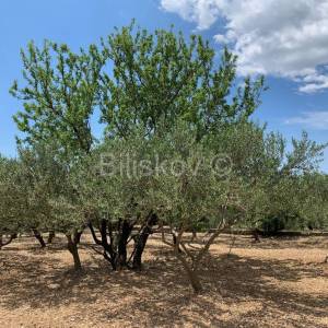 Kastela, Kastel Luksic, samostojeca kuca i cca. 3.000 m2 zemljista.