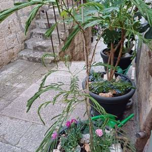 Korčula, centar, prodaja kuća, terasa, pogled na more